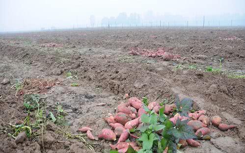 紅薯滯銷(xiāo)，汗水與淚水交織的秋收之痛