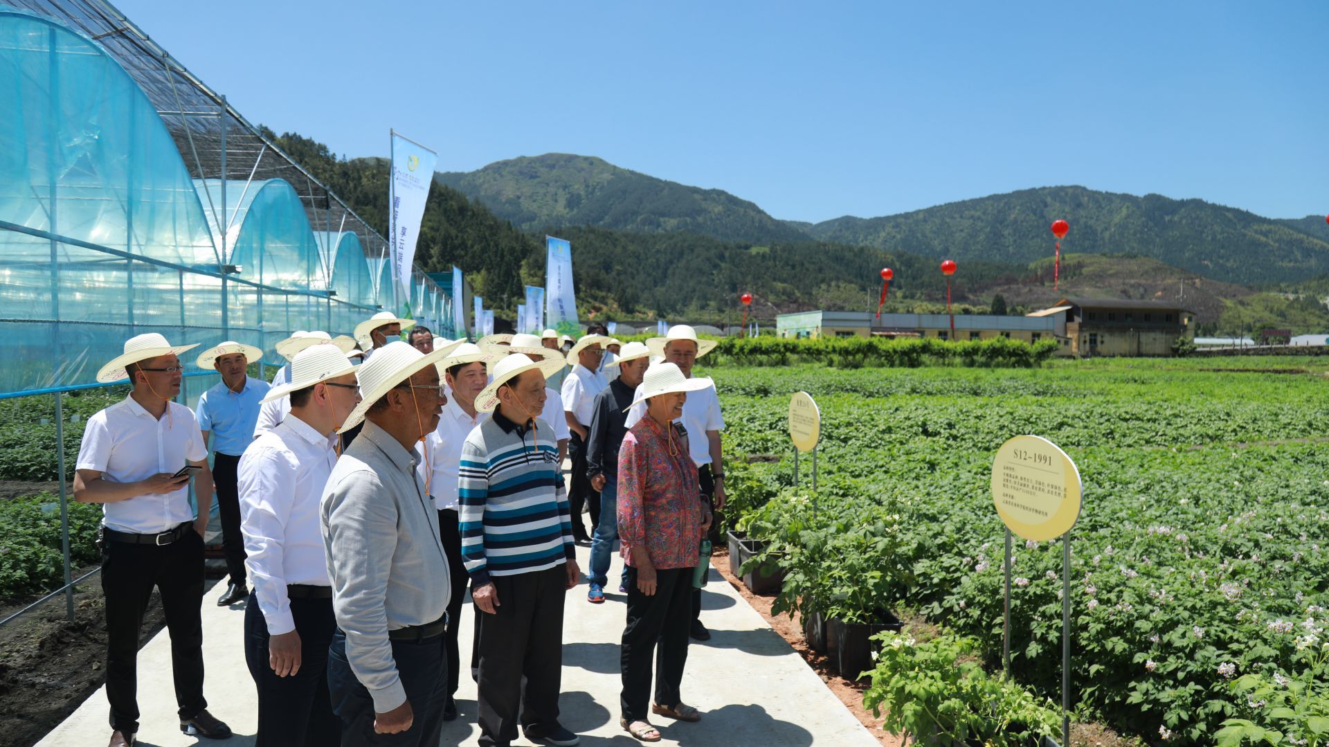 周寧土豆花盛放 薯類(lèi)產(chǎn)業(yè)繪就富民新畫(huà)卷