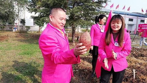 后疫情時代，薯類食品如何成為健康餐桌的“常駐嘉賓”？